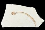 Cretaceous Primitive Eel (Enchelion) - Lebanon #173363-1